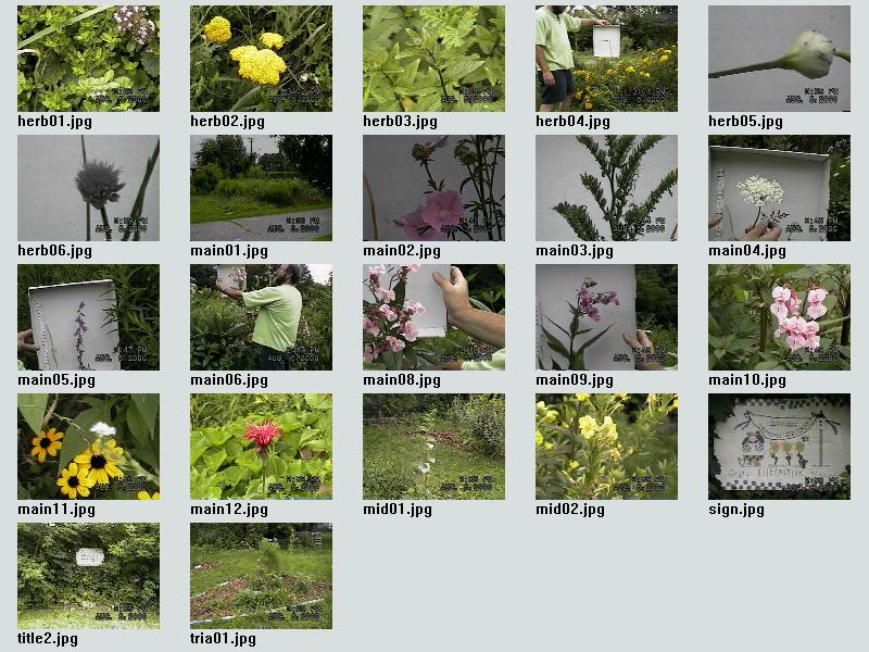 garden.jpg (112172 bytes)